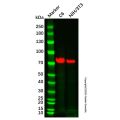 Recombinant NPR-C Antibody