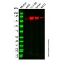 Recombinant NCAPD2 Antibody