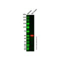 Recombinant IRF7 Antibody