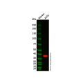 Recombinant AMPK beta 1 Antibody