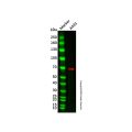 Recombinant GBP1 Antibody