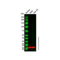 Recombinant IFITM3 Antibody