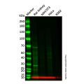 Recombinant EPF Antibody