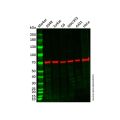 Recombinant Hsc70 Antibody