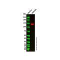 Recombinant MGEA5/OGA Antibody