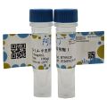 β-1,4-半乳糖基转移酶1