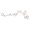 cyclohexane-1-carbonyl-CoA
