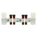 Caspase3/7 活性检测试剂盒