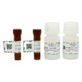 Caspase 1 活性检测试剂盒