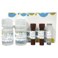 Caspase 2 活性检测试剂盒