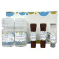 Caspase 4 活性检测试剂盒