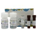 Caspase 9 活性检测试剂盒