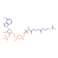 [¹⁴C]acetylCoA