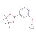 2-环丙氧基-4-(4，4，5，5-四甲基-1，3，2-二氧杂环戊硼烷-2-基)吡啶
