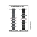 DM2000 DNA Marker