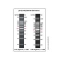 DM1500 DNA Marker 