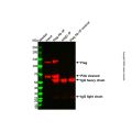 免疫沉淀试剂盒(Protein A琼脂糖凝胶法)