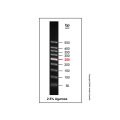 Gelred-prestained DNA Ladder (50-500bp)