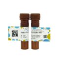 UltraBio™ 绿色荧光DNA Marker染料