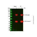 UltraBio™ His-tag 纯化树脂