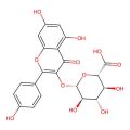 Kaempferol 3-O-β-D-glucuronide