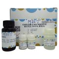 乳酸脱氢酶 (LDH) 细胞毒性检测试剂盒 (WST-8, 微量法)