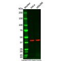 LumiDye™ SMCC活化的辣根过氧化物酶 (SMCC-HRP)