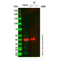 Dextrin 亲和层析介质 (MBP tag)