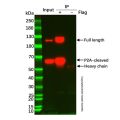 UltraBio™ Mouse IgG Agarose (小鼠IgG琼脂糖凝胶)