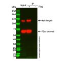 UltraBio™ Mouse IgG Magnetic Beads (小鼠IgG磁珠)
