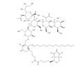 N-己酰基-生物素-单唾液酸神经节苷脂GM1