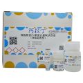 细胞核蛋白/浆蛋白提取试剂盒(WB高效型)