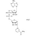 β-烟酰胺腺嘌呤二核苷酸(NAD)