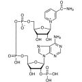 β-烟酰胺腺嘌呤二核苷酸磷酸