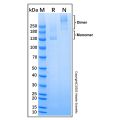 Recombinant Human Nucleolin Protein