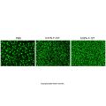 通透性提高剂Pluronic F-127 (10% in H₂O)