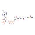 propionyl-CoA