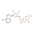 Phosphothiophosphoric acid-adenylate ester
