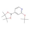 2-(叔丁氧基)-4-(4,4,5,5-四甲基-1,3,2-二氧硼杂环戊烷-2-基)吡啶