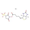 Sulphosuccinimido biotin