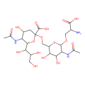 STn Epitope