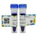 Tricine SDS上样缓冲液 (2X)