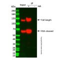UltraBio™ Anti-HA琼脂糖凝胶