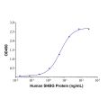 SHBG Mouse mAb