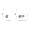 CD56 Mouse mAb