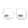CD62L Mouse mAb