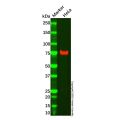 CD55 Mouse mAb