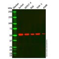CD5 Mouse mAb