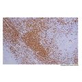 Recombinant CD7 Antibody