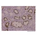 Recombinant CD13 Antibody